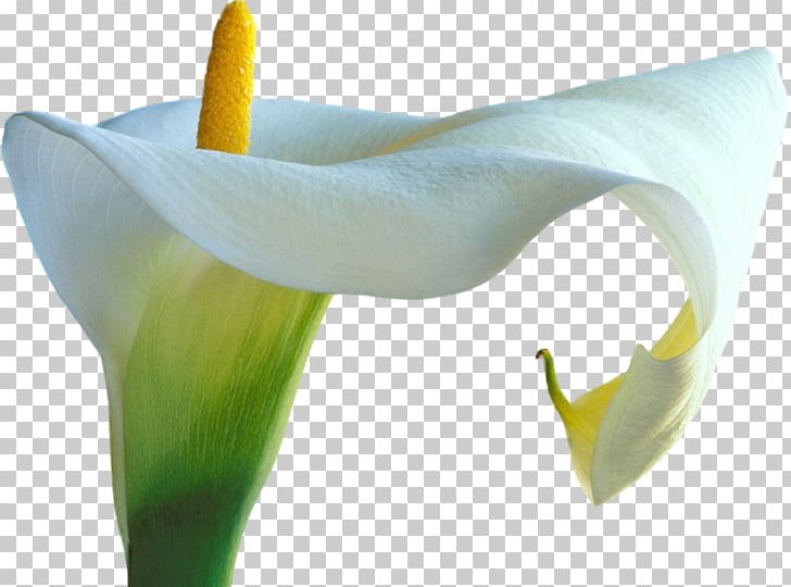 Arum Lilies DevIL PNG, Clipart, Alismatales, Arum, Arum Family, Arum Lilies, Calas Free PNG Download
