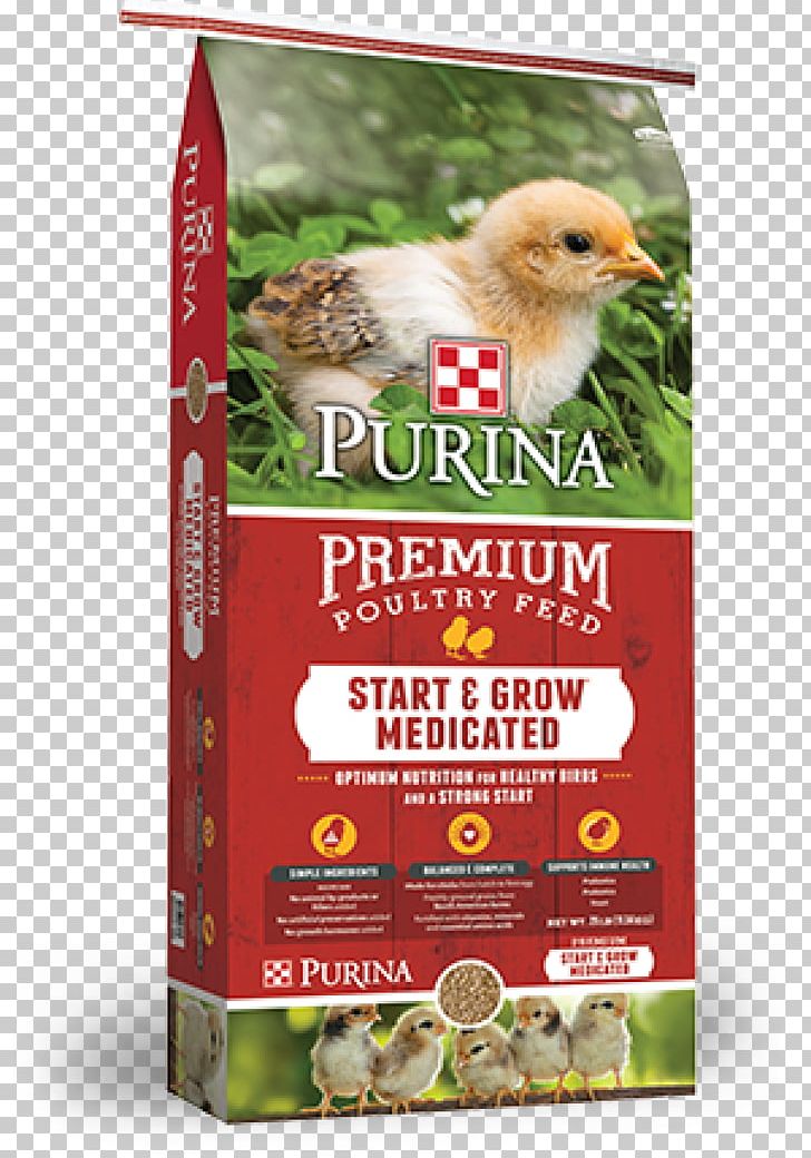 Chicken Poultry Feed Purina Mills Land O'Lakes PNG, Clipart,  Free PNG Download