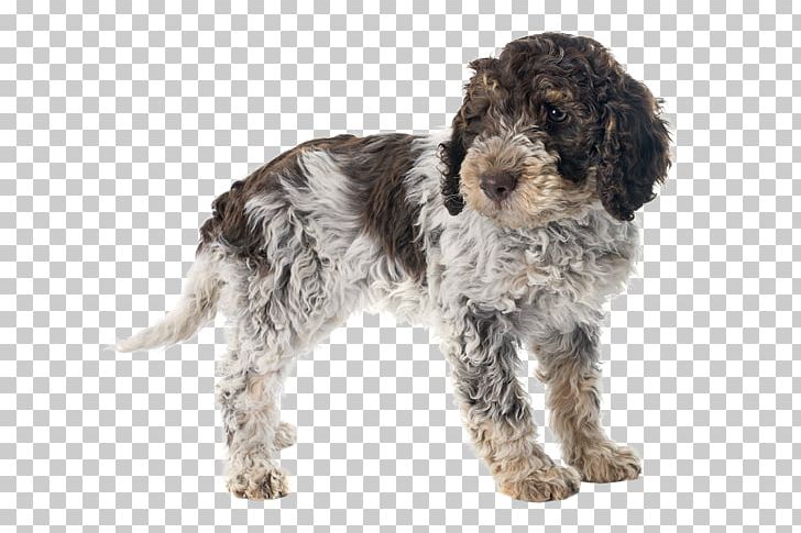 Lagotto Romagnolo Portuguese Water Dog Spanish Water Dog Golden Retriever Puppy PNG, Clipart, Breed, Carnivoran, Companion Dog, Dog Breed, Dog Like Mammal Free PNG Download