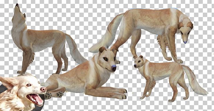 Lurcher Whippet Spanish Greyhound Sloughi PNG, Clipart, Basset Hound, Border Collie, Borzoi, Carnivoran, Collie Free PNG Download