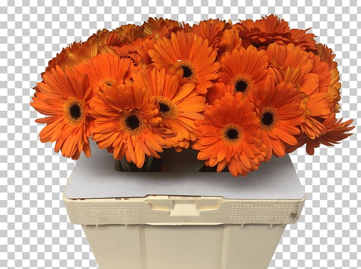 Transvaal Daisy Cut Flowers Floral Design Chrysanthemum PNG, Clipart, Artificial Flower, Calendula, Calendula Officinalis, Chrysanthemum, Chrysanths Free PNG Download
