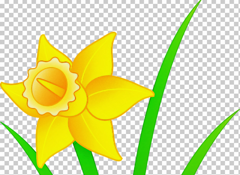 Yellow Flower Plant Petal Narcissus PNG, Clipart, Amaryllis Family, Flower, Herbaceous Plant, Narcissus, Pedicel Free PNG Download