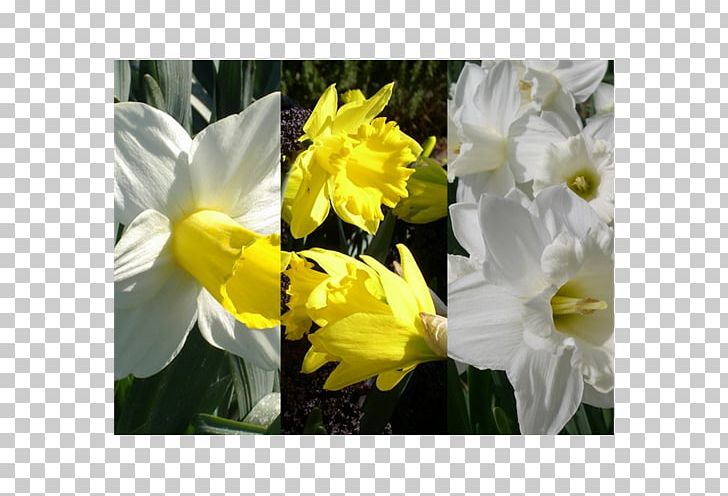 Narcissus Daisy Family Herbaceous Plant Common Daisy PNG, Clipart, Amaryllis Family, Common Daisy, Daisy Family, Family, Flora Free PNG Download
