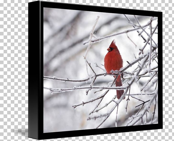 Northern Cardinal Gallery Wrap Frames Red PNG, Clipart, Art, Beak, Bird, Branch, Canvas Free PNG Download