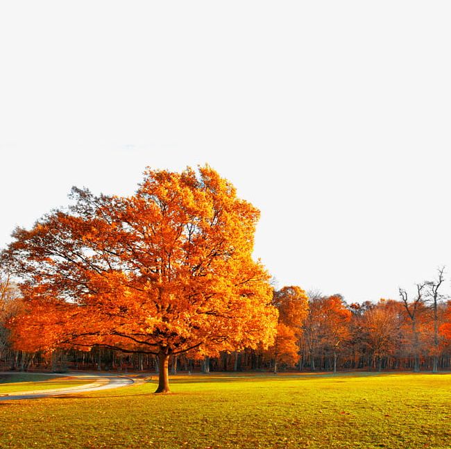 Autumn Tree Maple PNG, Clipart, Autumn, Autumn Clipart, Autumn Trees, Creative, Decoration Free PNG Download