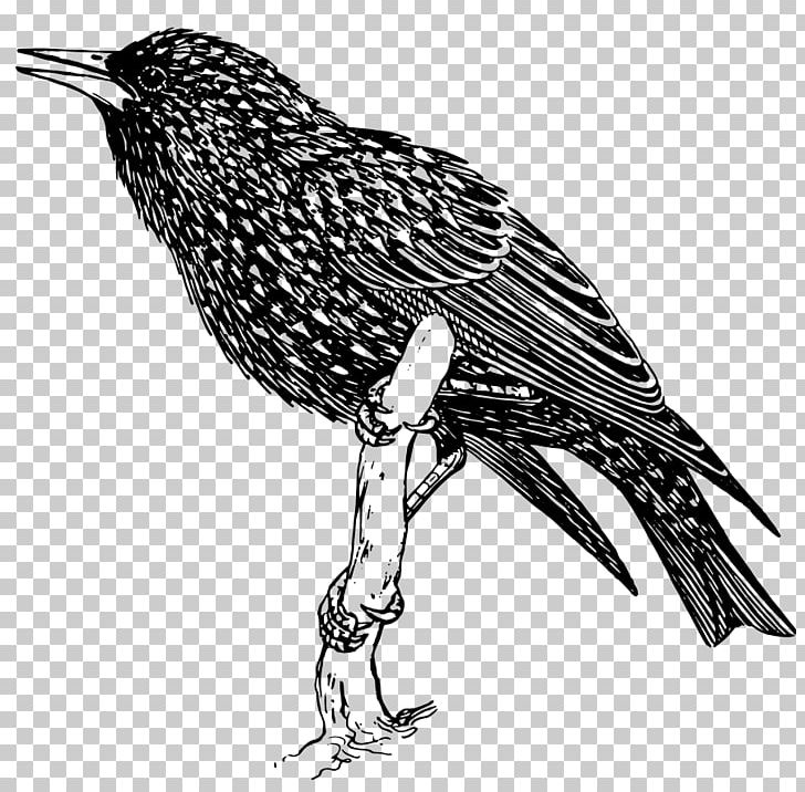 Common Starling Bird PNG, Clipart, Animal, Animals, Art, Beak, Biology Free PNG Download