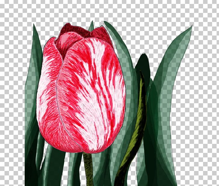 Cut Flowers Flowering Plant Tulip PNG, Clipart, Bud, Closeup, Cut Flowers, Family, Flower Free PNG Download