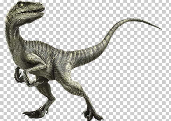 Velociraptor Deinonychus Giganotosaurus Triceratops Spinosaurus PNG, Clipart, Animal Figure, Cretaceous, Dinosaur, Dromaeosauridae, Extinction Free PNG Download