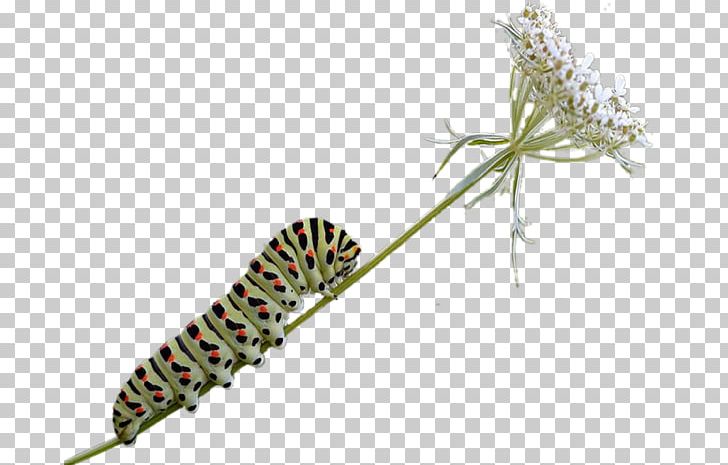 Caterpillar Butterfly Insect PNG, Clipart, Animal, Animals, Arthropod, Bee, Biology Free PNG Download