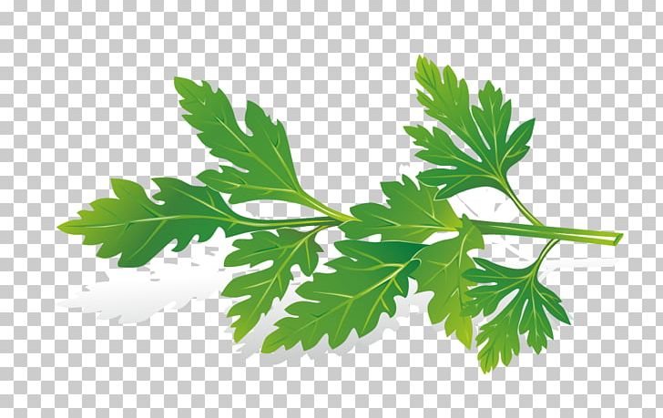 Herb PNG, Clipart, Banana Leaves, Branch, Celery Leaves, Celery Vector, Encapsulated Postscript Free PNG Download
