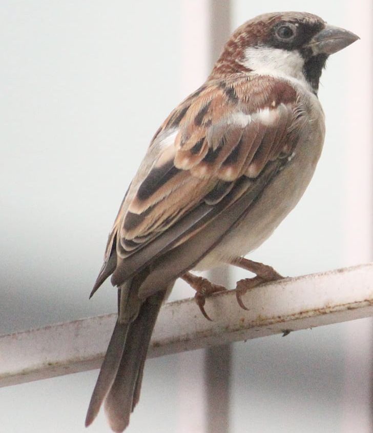 House Sparrow Bird American Sparrows Finch Eurasian Tree Sparrow PNG, Clipart, American Sparrow, American Sparrows, Animals, Beak, Bird Free PNG Download