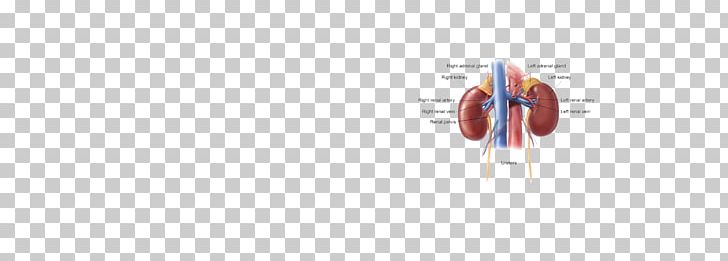 Line Technology Angle PNG, Clipart, Adrenal Gland, Angle, Art, Gland, Line Free PNG Download