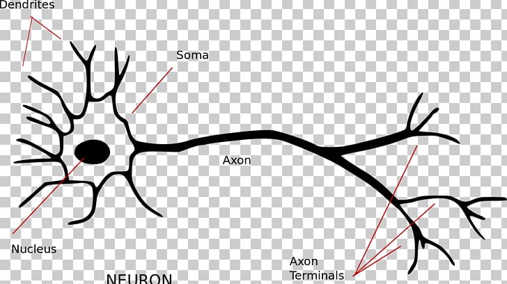 Neuron Nervous System Axon Synapse Soma PNG, Clipart, Angle, Black, Black And White, Branch, Cartoon Free PNG Download