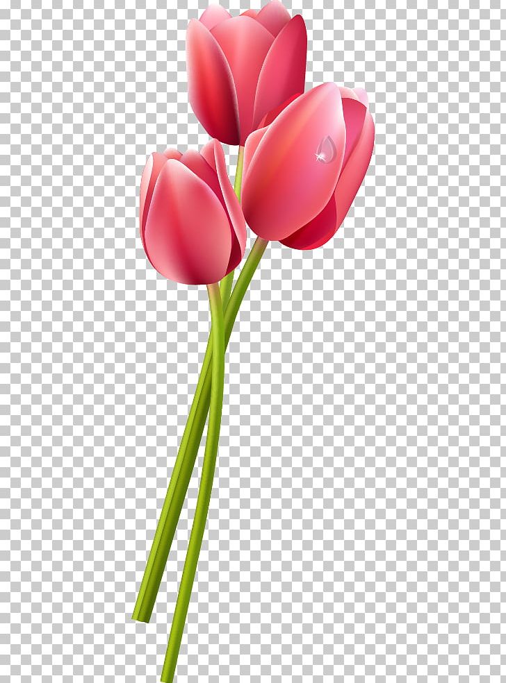 Tulip PNG, Clipart, Cut Flowers, Desktop Wallpaper, Flower, Flowering Plant, Flowers Free PNG Download