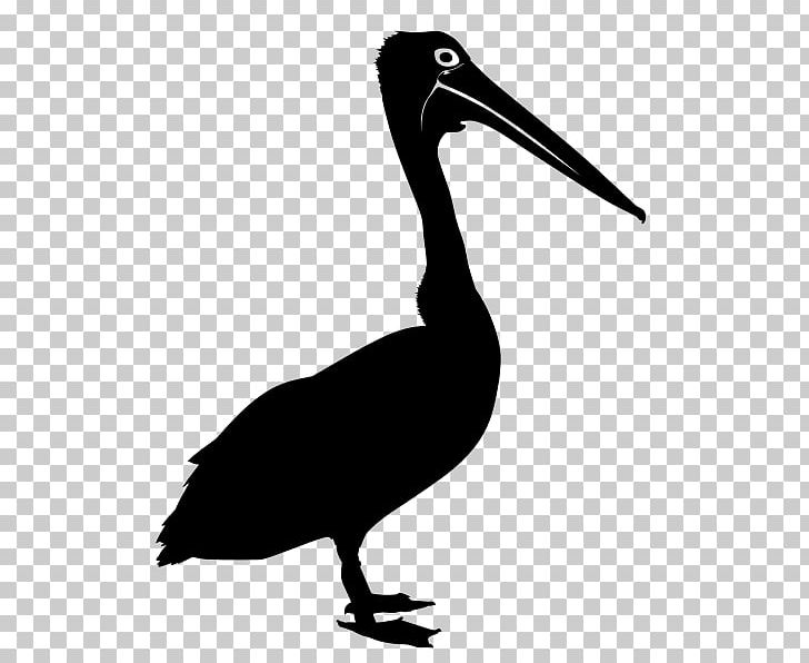 Bird Australian Pelican Drawing Silhouette PNG, Clipart, Animals, Australia, Australian Pelican, Beak, Bird Free PNG Download