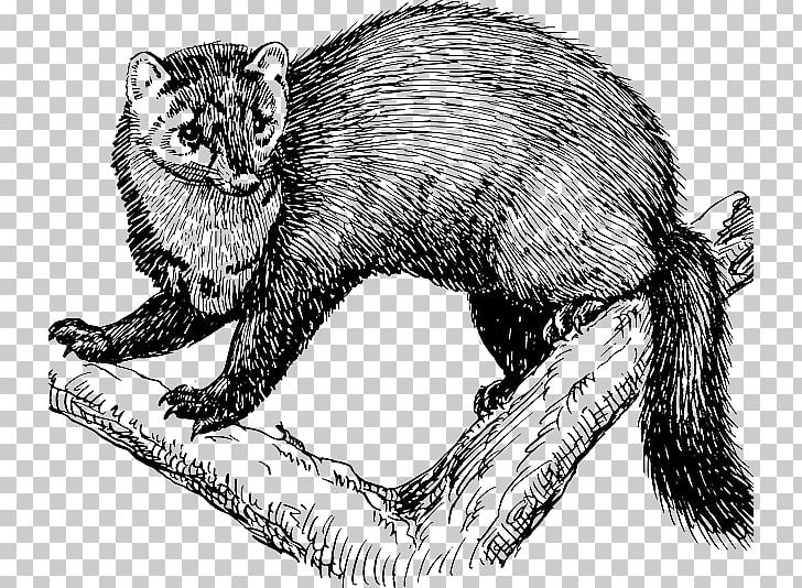 Fisher Drawing Cat Vertebrate PNG, Clipart, Animal, Animals, Beaver, Black And White, Branch Free PNG Download