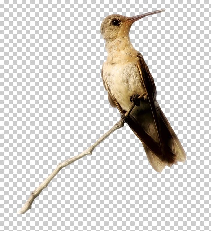Hummingbird M Centerblog Art Feather PNG, Clipart, Animals, Arabs, Art, Beak, Bird Free PNG Download