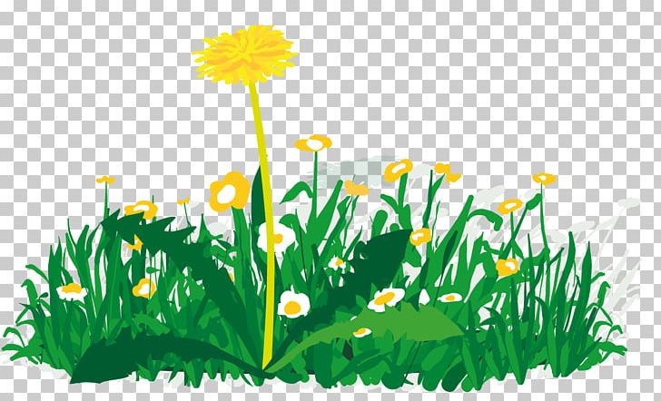 Taraxacum Sect. Ruderalia Red Dandelion Meadow Yellow PNG, Clipart, Daisy, Daisy Family, Dandelion, Fahrkarte, Flower Free PNG Download