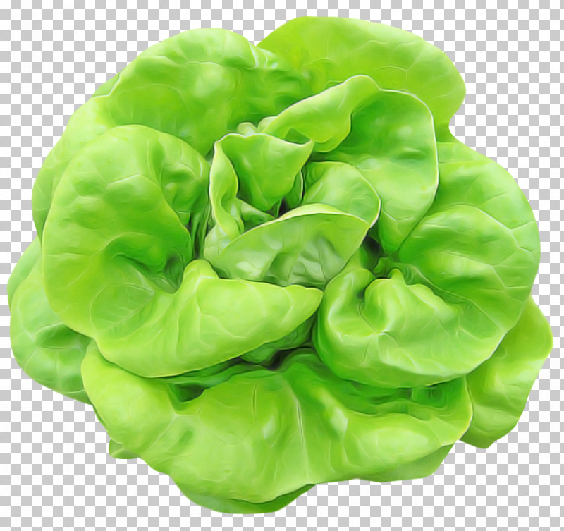 Green Lettuce Leaf Vegetable Plant Leaf PNG, Clipart, Cabbage, Flower, Green, Iceburg Lettuce, Leaf Free PNG Download