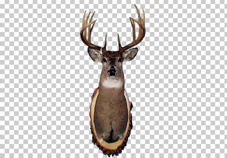 Elk Deer PNG, Clipart, Animals, Antler, Deer, Deer Head, Dump Free PNG Download