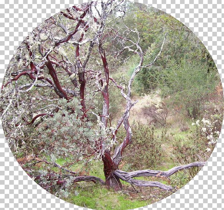Flora Woodland Vegetation Fauna Shrubland PNG, Clipart, Branch, Branching, Fauna, Flora, Forest Free PNG Download