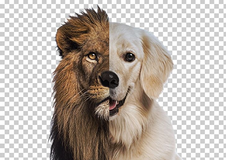 Lion Dog Breed Roar Cat Companion Dog PNG, Clipart,  Free PNG Download