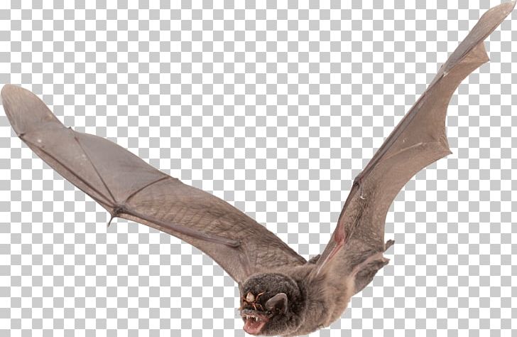 Bat Wing Development PNG, Clipart, Animals, Bat, Bat Wing Development, Bit, Desktop Wallpaper Free PNG Download