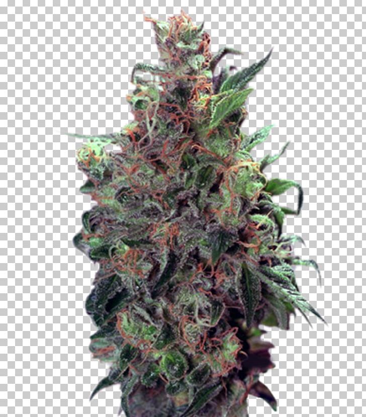 Hemp Cannabis Cup Feminized Cannabis Acapulco Gold High Times PNG, Clipart, Acapulco Gold, Cannabis, Cannabis Cup, Cash On Delivery, Dutch Free PNG Download