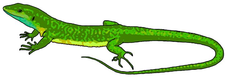 reptiles clipart