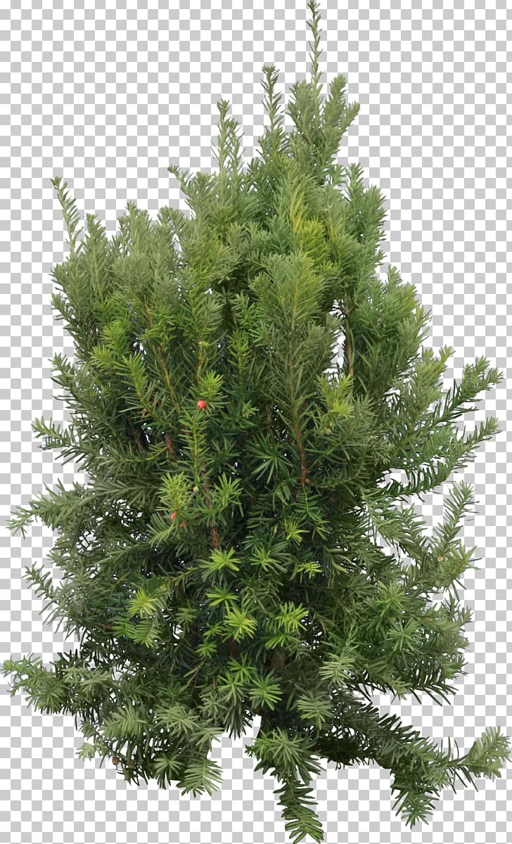 Blue Spruce Fir PNG, Clipart, Biome, Branch, Cedar, Christmas Decoration, Christmas Tree Free PNG Download