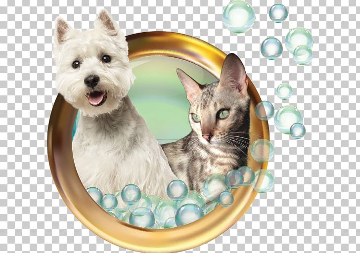 Cairn Terrier West Highland White Terrier Whiskers Dog Breed Dog Grooming PNG, Clipart, Animals, Bark, Beauty Parlour, Cage, Cairn Terrier Free PNG Download