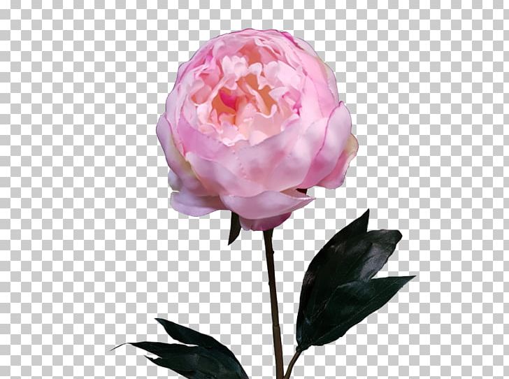 Centifolia Roses Garden Roses Peony Cut Flowers Flower Bouquet PNG, Clipart, Artificial Flower, Centifolia Roses, Cranberry, Cut Flowers, Flower Free PNG Download