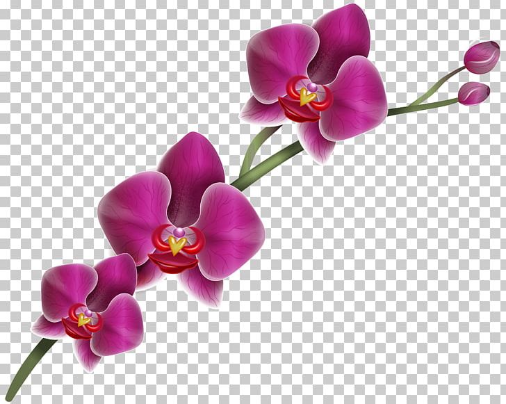 Lady's Slipper Orchids Cypripedium Parviflorum PNG, Clipart, Cat, Color, Cut Flowers, Cypripedium, Cypripedium Parviflorum Free PNG Download