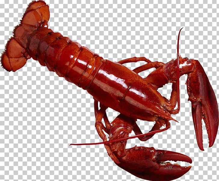 Lobster Crayfish As Food PNG, Clipart, American Lobster, Animals, Animal Source Foods, Arthropod, Crayfish Free PNG Download