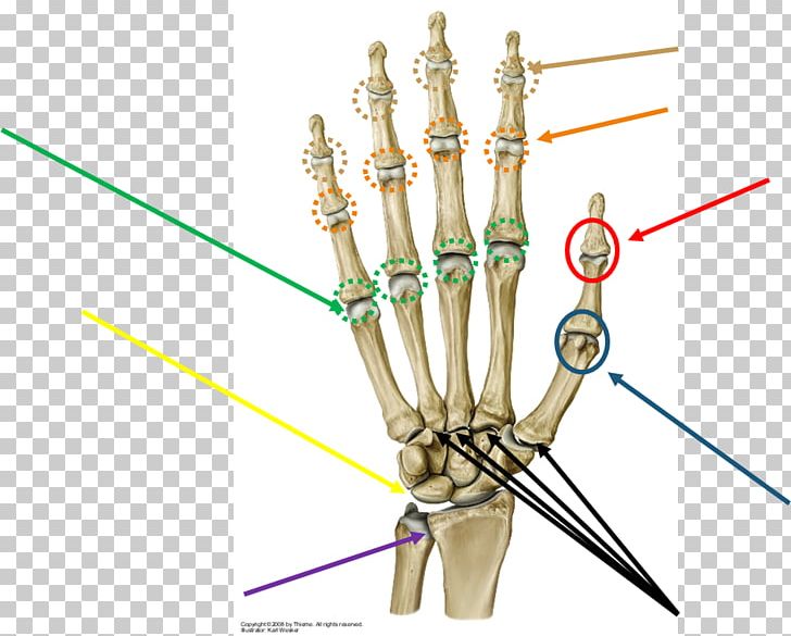 Prometheus LernAtlas Der Anatomie Metacarpophalangeal Joint Anatomy Finger PNG, Clipart, Abductor Pollicis Brevis Muscle, Anatomy, Bone, Carpal Bones, Elbow Free PNG Download