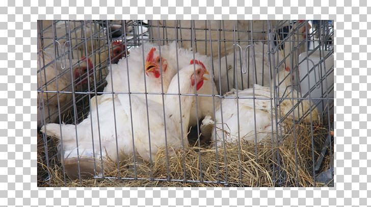 Rooster Fauna Beak Chicken As Food PNG, Clipart, Avian Veterinarian, Beak, Bird, Chicken, Chicken As Food Free PNG Download