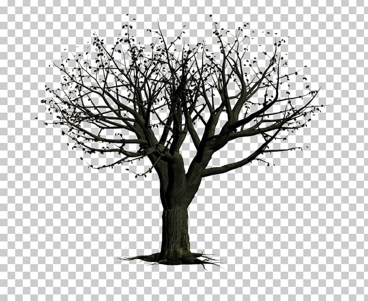 Tree Snag Woody Plant PNG, Clipart, Black And White, Branch, Drawing, Flower, Forest Free PNG Download