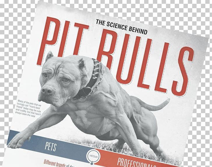 American Pit Bull Terrier American Bully Puppy PNG, Clipart, Advertising, American Bully, American Pit Bull Terrier, Animal, Animals Free PNG Download