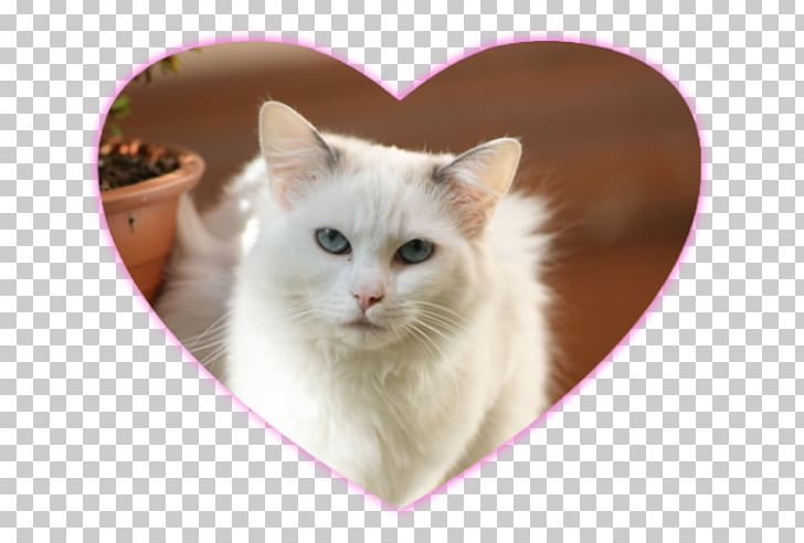 Asian Semi-longhair Ragdoll Ragamuffin Cat Turkish Van Turkish Angora PNG, Clipart, American Curl, Carnivoran, Cat Like Mammal, Domestic Short Haired Cat, Domestic Shorthaired Cat Free PNG Download