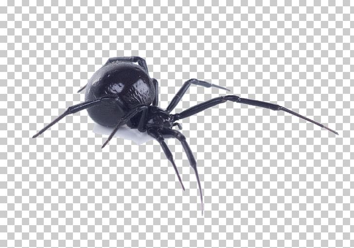 Spider Bite Southern Black Widow Western Black Widow Brown Recluse Spider PNG, Clipart, Animal Bite, Arthropod, Black Widow, Black Widow Spider, Brown Recluse Spider Free PNG Download