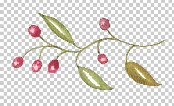 Cherry Auglis Red PNG, Clipart, Auglis, Branch, Cherry, Color, Designer Free PNG Download