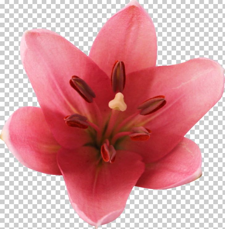 Lilium Cut Flowers Blog Email PNG, Clipart, Blog, Cicek, Cut Flowers, Diary, Email Free PNG Download
