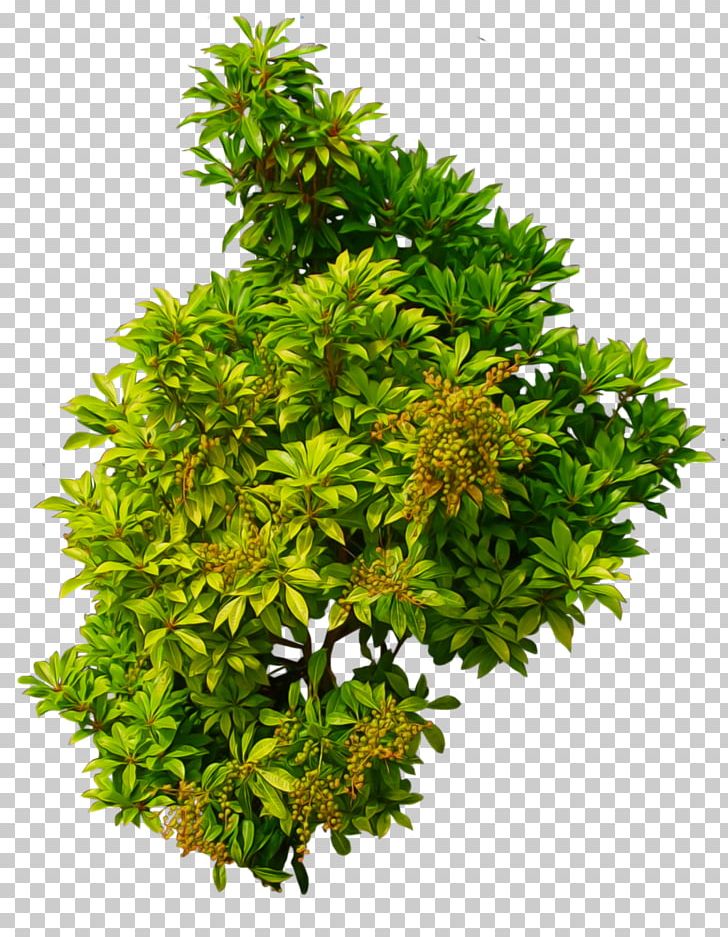 Shrub Plant PNG, Clipart, Bushes, Clip Art, Computer Icons, Drawing, Evergreen Free PNG Download