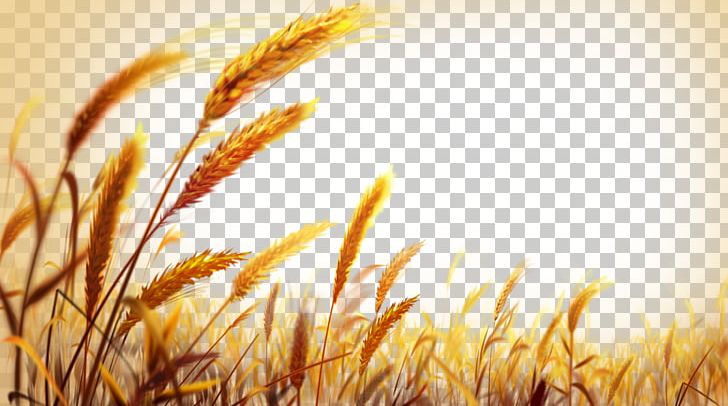 Wheat PNG, Clipart, Aes, Aesthetic, Computer Wallpaper, Encapsulated Postscript, Food Grain Free PNG Download