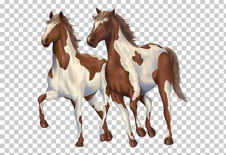 Mustang Pony Foal Mane Halter PNG, Clipart, At Resimleri, Biscuits, Gift, Guestbook, Halter Free PNG Download