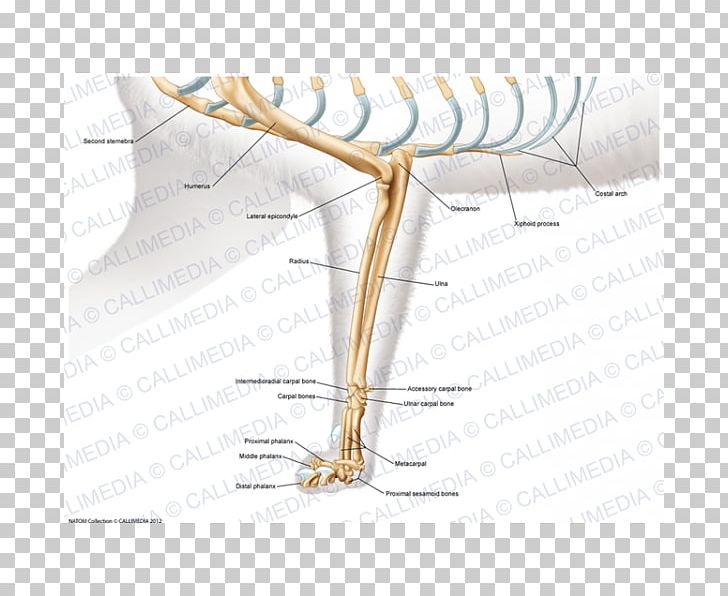 Cat Anatomy Elbow Arm Shoulder PNG, Clipart, Anatomy, Angle, Animals, Arm, Cat Free PNG Download