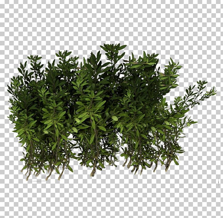 Shrub PNG, Clipart, Editing, Evergreen, Grass, Herb, Herbaceous Plant Free PNG Download
