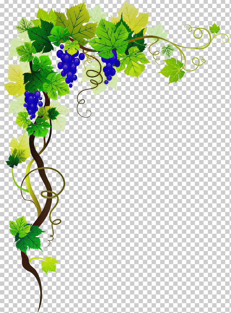 Vine PNG, Clipart, Cut Flowers, Flower, Grape, Grapevine Family, Ivy Free PNG Download