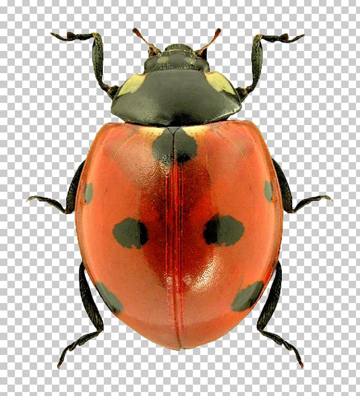 Beetle Ladybird PNG, Clipart, Animal, Aphid, Art, Beetle, Biological Free PNG Download