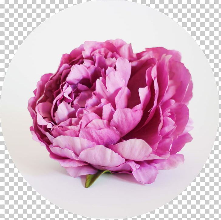 Cabbage Rose Peony Cut Flowers Quantity Price PNG, Clipart, Carnation, Cut Flowers, Flower, Flowering Plant, Magenta Free PNG Download